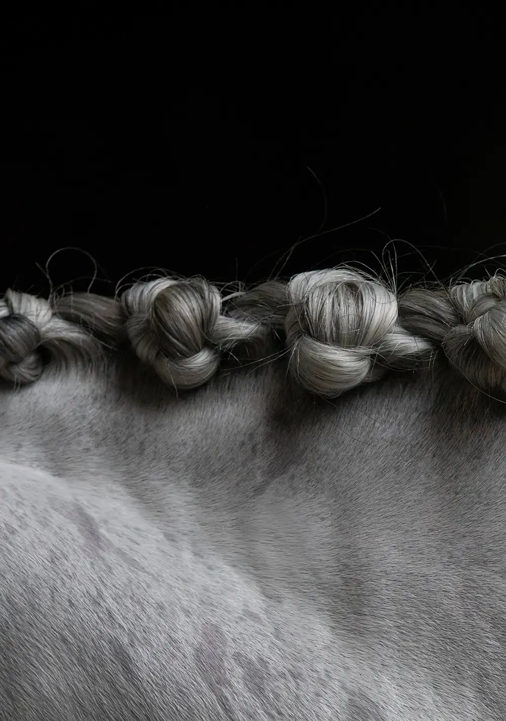 cheval-concours-prestige